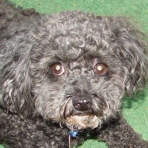 Meet your Posher, Pat